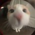 Streamer Profile Picture