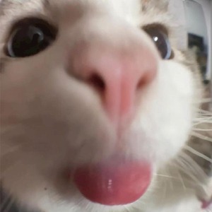 Streamer Profile Picture