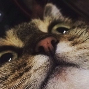 Streamer Profile Picture