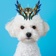 Streamer Profile Picture