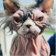 Streamer Profile Picture