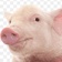 Streamer Profile Picture