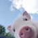 Streamer Profile Picture