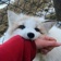 Streamer Profile Picture