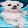 Streamer Profile Picture