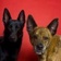 sabrinaalexis7_dogs