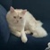 Streamer Profile Picture