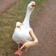 Streamer Profile Picture