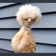 Streamer Profile Picture
