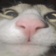 Streamer Profile Picture