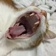 Streamer Profile Picture