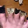 Meows kitty cat