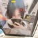 พะยึ๋ย
