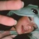 Streamer Profile Picture