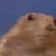 Streamer Profile Picture