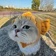 Streamer Profile Picture
