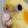 Streamer Profile Picture