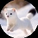 Streamer Profile Picture