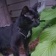 ♫🐾𝐑𝐚𝐜𝐨-𝐉𝐚𝐬𝐩𝐞𝐫🐾♫