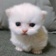 Streamer Profile Picture