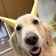 Streamer Profile Picture
