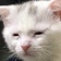 Streamer Profile Picture