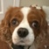 Streamer Profile Picture