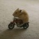 Trendy Hamster