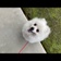 あんこちゃん