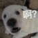 Streamer Profile Picture