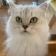 Streamer Profile Picture