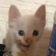 Streamer Profile Picture
