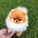 Streamer Profile Picture