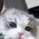 이안