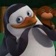 pupe