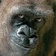 Streamer Profile Picture