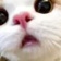 Streamer Profile Picture