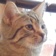 Streamer Profile Picture