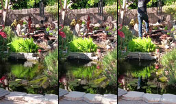 just a pond cam