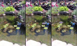 koi pond