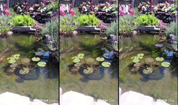 koi pond