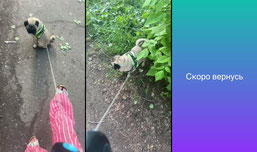 гуляю с борисом
