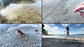 SURVIVING MANGROVES 