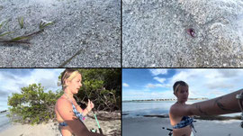 SURVIVING MANGROVES 