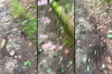 Hiking live