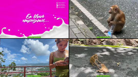 ADOPTANDO UN GATITO​ DE LA CALLE 🐱 EN TAILANDIA 🇹🇭 !travel !youtube !discord