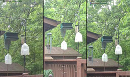 bird watching and blinkers