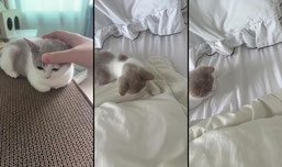 고양이