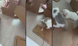 고양이