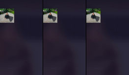 Click for fun!